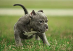 pitbull puppy 